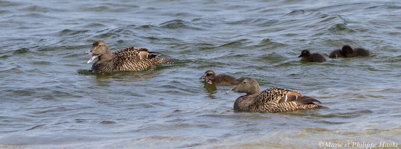 Eider a duvet 8373_wm.jpg - Eider à duvet, Common Eider, Somateria mollissima: on voit souvent de petits groupes de femelles avec leurs poussins, qui apprennent à plonger et pêcher ensemble sous la surveillance des femelles, là où il y a peu de fond (Öland, Suède, juin 2011)